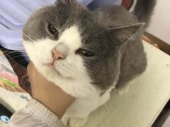 -猫色咖啡·猫咖