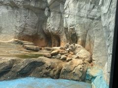 -灵玲国际马戏城