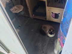 -楼上猫咖(罗湖店)