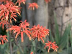 -深圳市中科院仙湖植物园