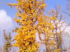 -两江幸福广场