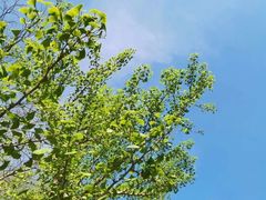 -长白岛森林公园