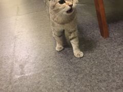 -猫色咖啡·猫咖
