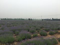 -曲江薰衣草庄园