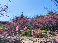 -江心屿景区