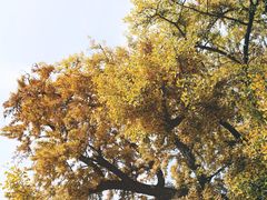 -北京石刻艺术博物馆(五塔寺)