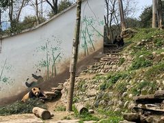 -中国大熊猫保护研究中心雅安碧峰峡基地