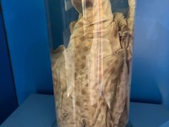 -上海海洋大学鱼文化博物馆(军工路校区)