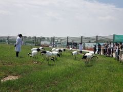 -盐城丹顶鹤湿地生态旅游区