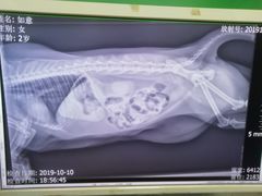 -瑞派动物医院·猫专科·至诚(江南中分院)