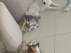 -怪兽屋·羊驼·猫咖·狗咖(俊华广场店)