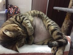 -创凡宠物医院·骨专科  猫科中心(西乡分院)