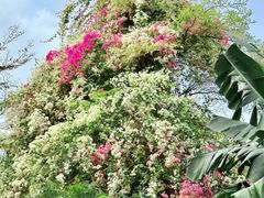 -深圳国际园林花卉博览园