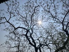 -武陵山森林公园