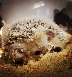 周忆刺青 纹身 tattoo 纹身三里屯店 北京(周忆刺青纹身文身)-周忆刺青原创设计定制