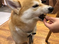 -柴务处·柴犬主题狗咖