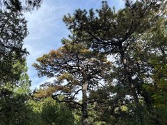 -香山公园