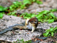 -五营红松林海景区