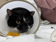 -派特宠物医院(圆融广场店)