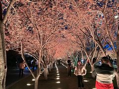 -西北湖绿化广场