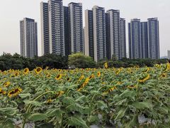 -光明小镇欢乐田园
