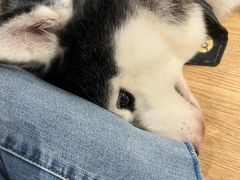 -Husky Go! 哈士奇体验馆·宠物咖啡厅狗咖