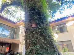 -普陀山雷迪森庄园