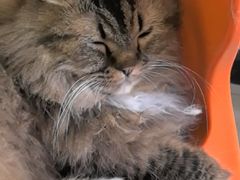 -平行世界·猫咖(首经贸店)