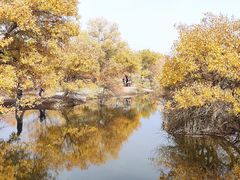 -金塔沙漠胡杨林景区
