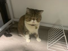 -创凡宠物医院·骨专科  猫科中心(西乡分院)
