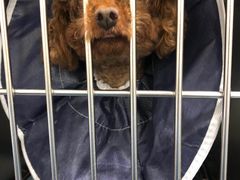 -爱妮康宠物医院·干细胞免疫细胞·肿瘤·心脏(张江店)