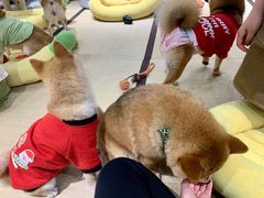 -逗柴咖啡屋·狗咖猫咖宠物桌游