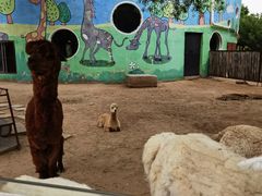 -鄂尔多斯野生动物园