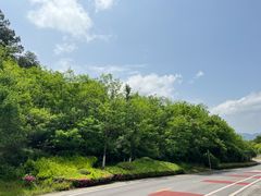 -铁山坪森林公园