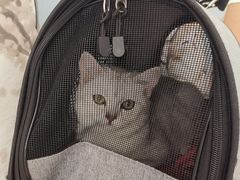 -纳吉亚猫专科动物诊疗中心(蒋宅口分院)