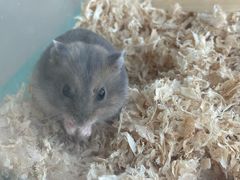 -怪兽屋·羊驼·猫咖·狗咖(俊华广场店)