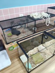 -Moni星球萌宠·小马宝莉·灵蛇·高端高阶全萌宠互动体验俱乐部(红豆国际广场店)
