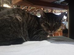 -more than meow吴止猫主题餐厅(承德 中船汇店)