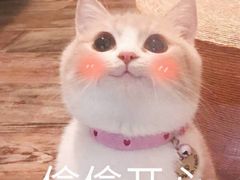 -九炉分座(五彩店)