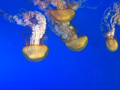 -太平洋海底世界