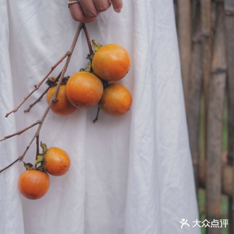 宁波周边｜柿林村的柿子红了，愿柿柿如意