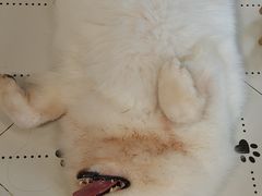 -毛绒耶耶撸宠馆·猫咖·狗咖·荷兰猪咖