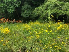 -西湖风景区-江洋畈生态公园