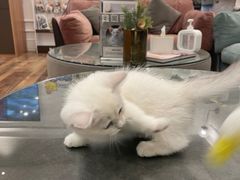 -袖虎·猫馆(体育西路店)