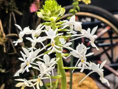 -国家植物园南园