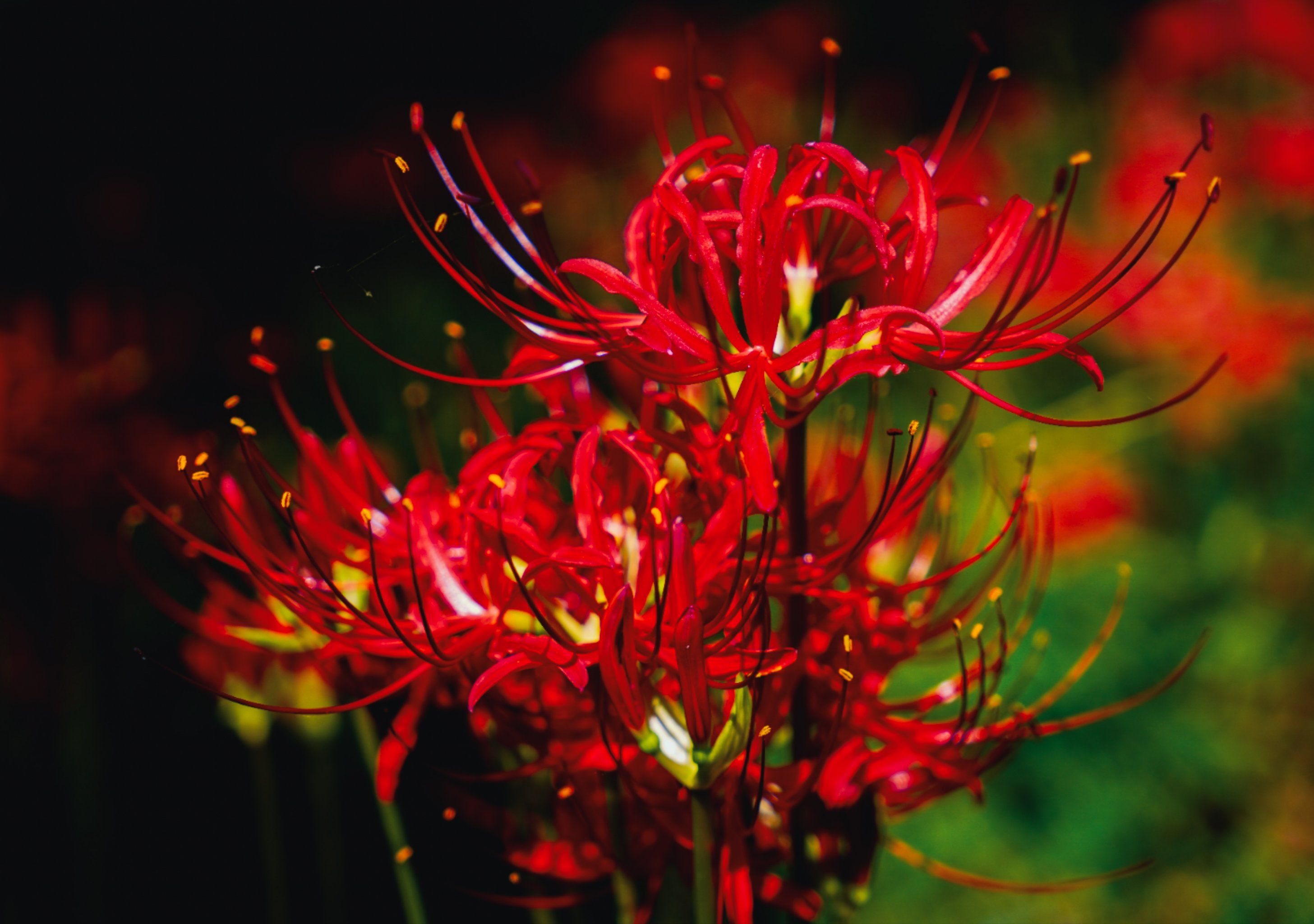 此岸又开彼岸花