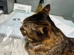 -半岛宠物医院24小时(科华中路店)