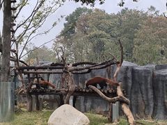 -武汉动物园