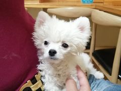 -瑞派宠物医院·24小时骨科·心脏·核磁(哈尔滨南岗店)