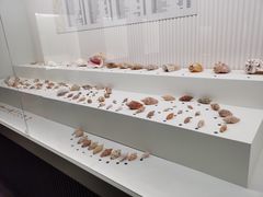 -青岛贝壳博物馆